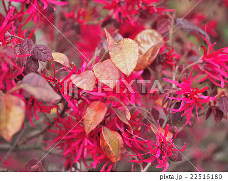 ベニバナトキワマンサク 22516180