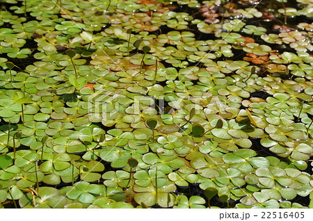 デンジソウ デンジソウ 22516405