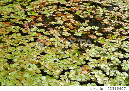 デンジソウ 22516407