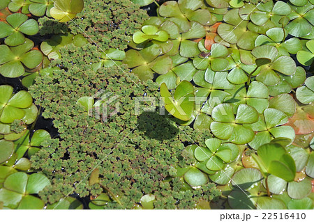 デンジソウ 22516410