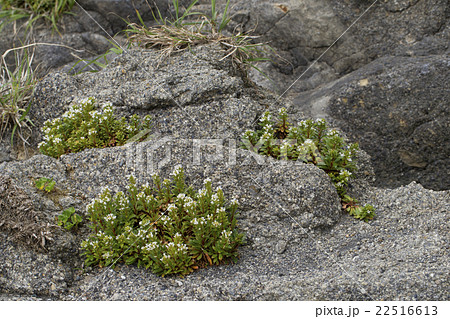 ハマボッス 22516613