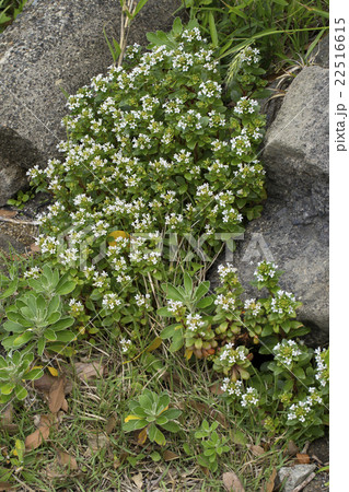 ハマボッス 22516615