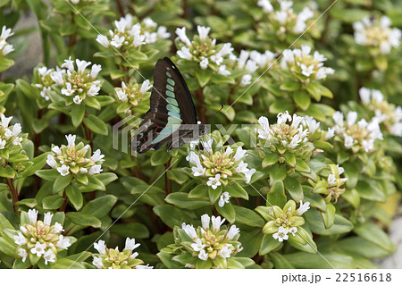ハマボッスとアオスジアゲハ 22516618