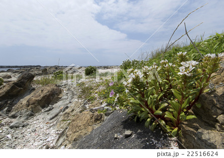 ハマボッス 22516624