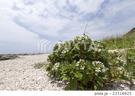 ハマボッス 22516625