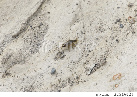 フナムシ フナムシ 22516629