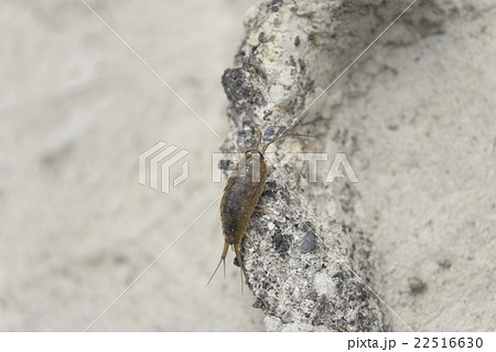 フナムシ 22516630