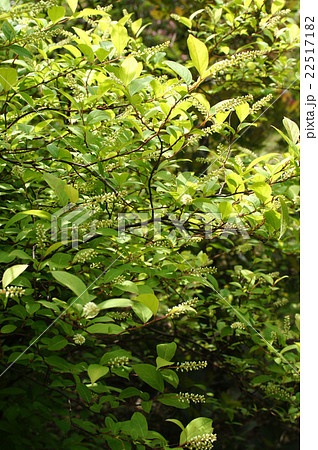 コバノズイナのつぼみ 22517182