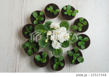 Sprouts indoor plants in pots 22517348