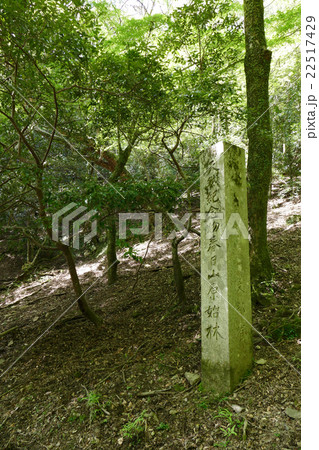 天然記念物春日山原始林 天然記念物春日山原始林 22517429