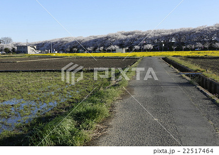 らき☆すたの聖地　幸手権現堂の春 22517464