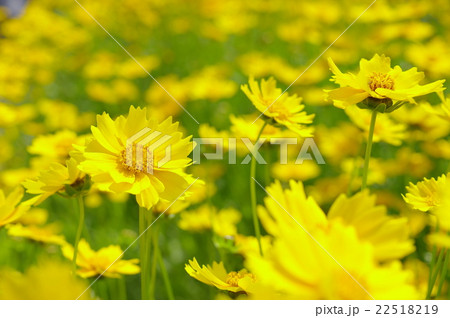 オオキンケイギクの草原 オオキンケイギクの草原 22518219