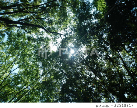 木漏れ日 22518317