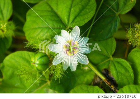 Fetid passionflower, Scarletfruit passionflower 22518710