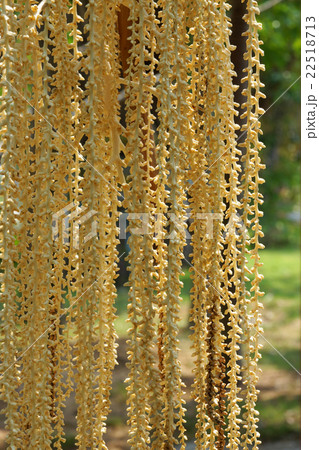Close-up betel palm flowers. Close-up betel palm flowers. 22518713