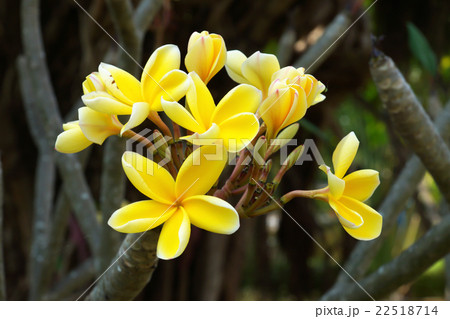 frangipani flower in the morning. frangipani flower in the morning. 22518714