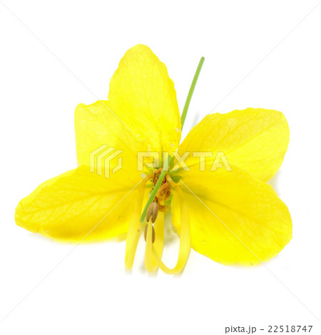 Cassia Flower on white background. 22518747