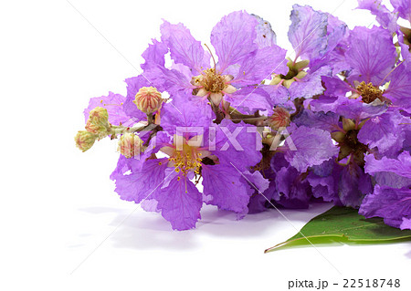 Violet color of Queen's crape myrtle flower 22518748