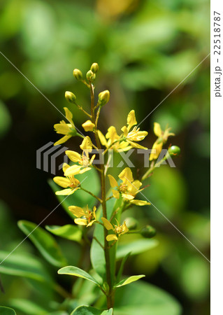Yellow flowers of Thryallis glauca 22518787