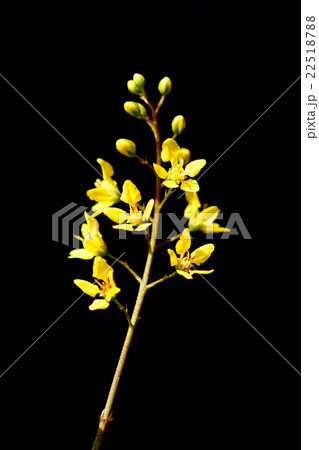 Yellow flowers of Thryallis glauca Yellow flowers of Thryallis glauca 22518788