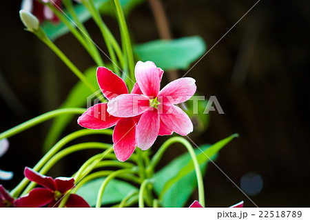 Rangoon creeper flower 22518789