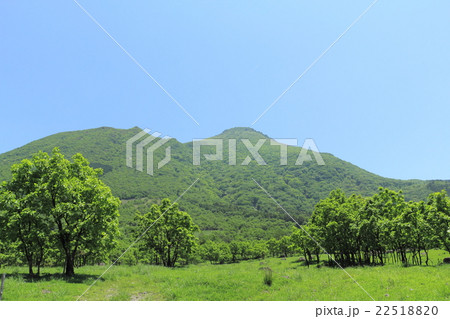 由布山麓のカシワ林 22518820
