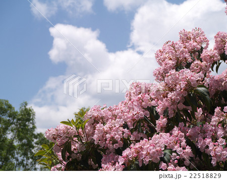 カルミア カルミア 22518829