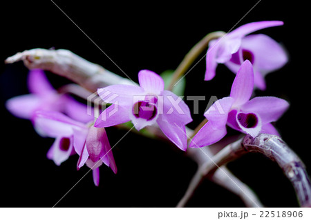 Purple orchid Flowers (Dendrobium parishii) 22518906