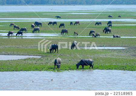 Water buffalo eating grass Water buffalo eating grass 22518965