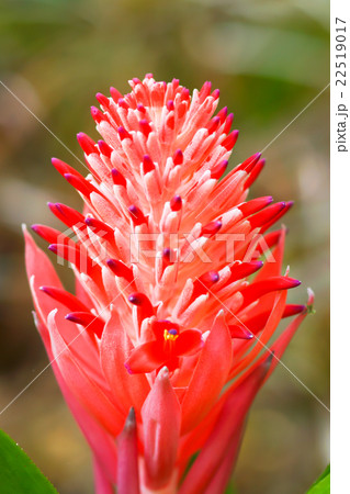 Close up of red pineapple flowers 22519017