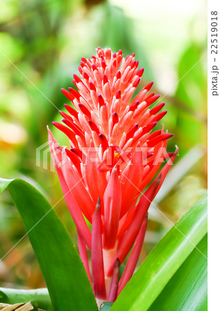 Close up of red pineapple flowers Close up of red pineapple flowers 22519018
