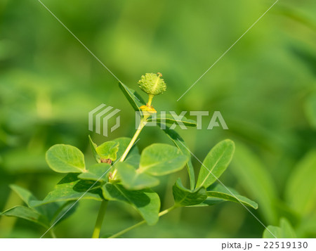 湿地に自生するノウルシ 湿地に自生するノウルシ 22519130
