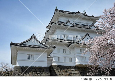 小田原城と桜 小田原城と桜 22519416