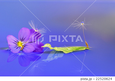 よく咲くスミレとタンポポ綿毛 創作写真 水滴写真 よく咲くスミレとタンポポ綿毛 創作写真 水滴写真 22520624