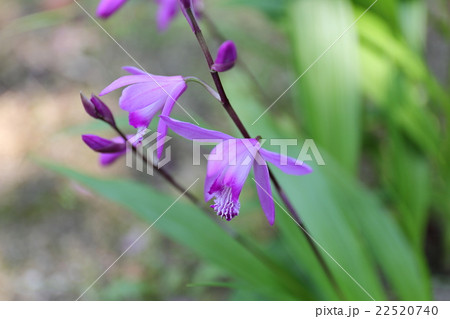 シラン（紫） 22520740