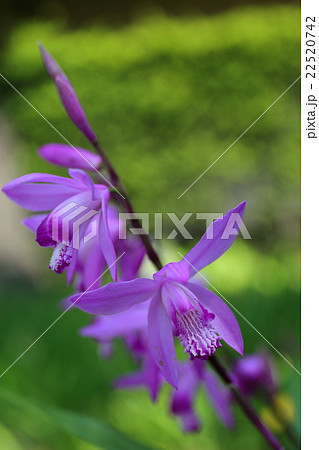 シラン（紫） 22520742