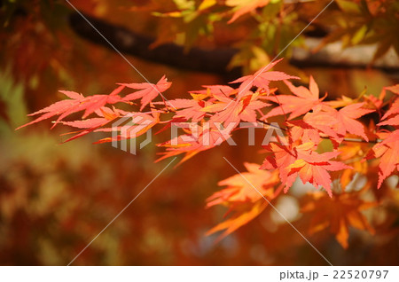 紅葉 22520797