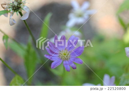 ミヤコワスレ ミヤコワスレ 22520800