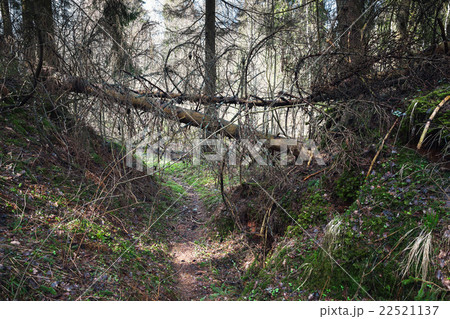 Dangerous footpath in dark wild forest 22521137