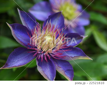 初夏のガーデンに咲くクレマチス 22521610