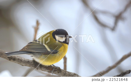 great tit on brunch 22521648