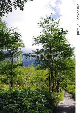 上高地の遊歩道 上高地の遊歩道 22522302