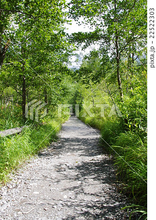 上高地の遊歩道 22522303