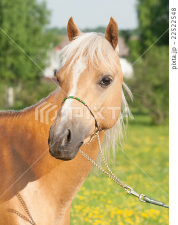 Palomino welsh pony portait Palomino welsh pony portait 22522548