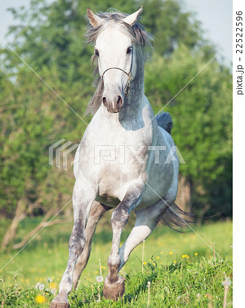 running grey arabian horse in the meadow 22522596