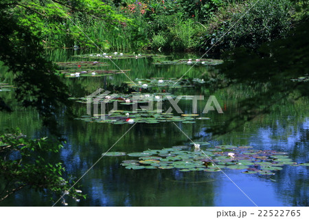 睡蓮の咲く池 22522765