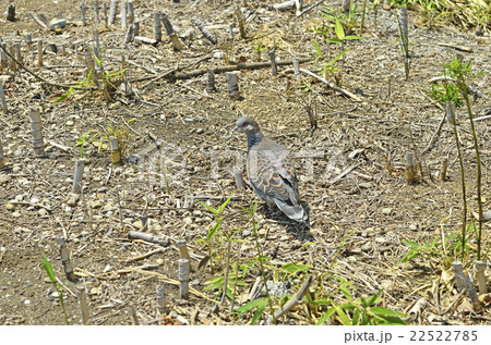 キジバト（雉鳩） 22522785