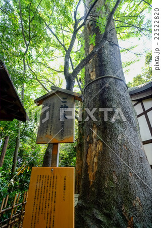 川越氷川神社 御神木（看板あり） 22522820