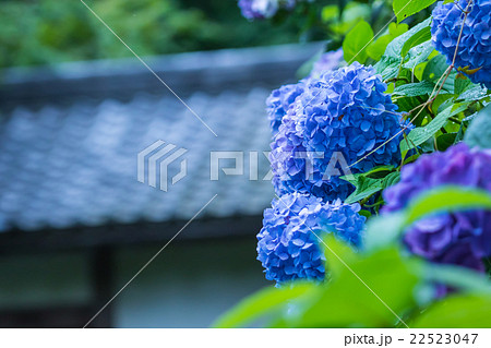 アジサイ あじさい 紫陽花 梅雨 初夏の花 植物 紫陽花の画像素材 写真素材 コピースペースの写真素材