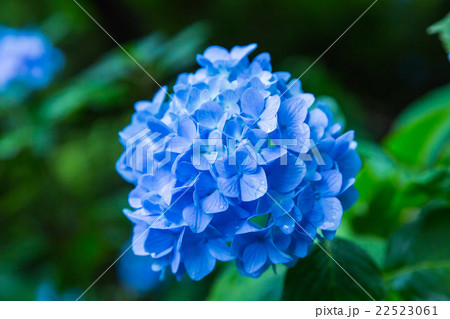 アジサイ あじさい 紫陽花 梅雨 初夏の花 植物 紫陽花の画像素材 写真素材 コピースペースの写真素材